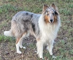 Rough Collie puppies due in March