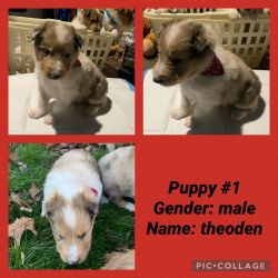 Rough collies puppies for sale