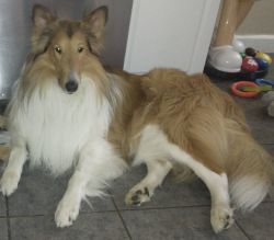 Collie Dog Pure Bred