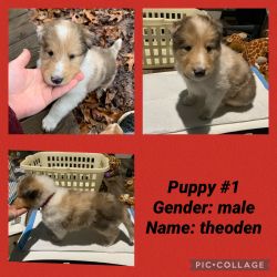 Rough collie puppies for sale