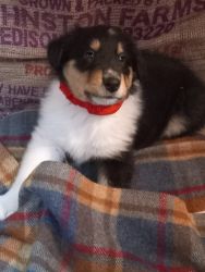 Rough Collie Puppies for sale