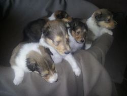 AKC Collie Puppies