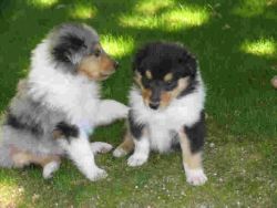 Rough Collie Puppies