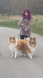 Beautiful Rough Collie Puppies For Sale