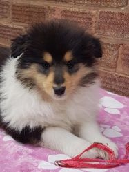 Rough Collie male pup ready