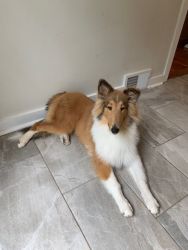 6 month old female Collie puppy