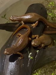 Adult female and male Rough skinned newts for sale