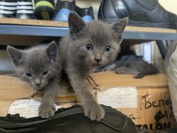 Pure Bred Russian Blue Kittens for sale