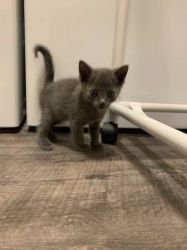 Russian Blue kittens for rehoming