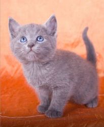 JKMP Russian Blue kittens