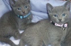 VBNHM Russian Blue kittens