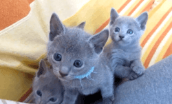 DNMJKO Russian Blue kittens