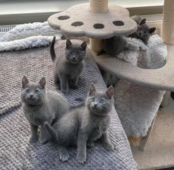 hypoallergenic russian blue kittens for sale