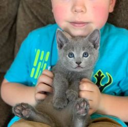 russian blue kittens for sale
