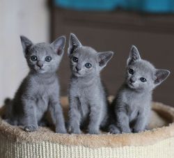 Purebred Hypoallergenic Russian Blue Kittens Available