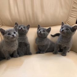 Cuddle Russian Blue Kittens For Sale
