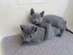 Lovely Russian Blue Kittens Available Now