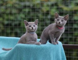 Russian Blue Kittens Available Now