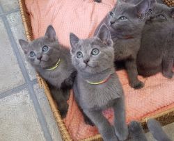Healthy Russian Blue Kittens Available Now
