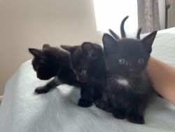 Three Lady Kittens