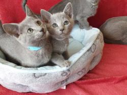 Pedigree Russian Blue kittens