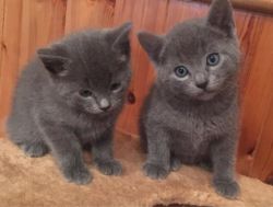 Russian Blue Kittens for sale.