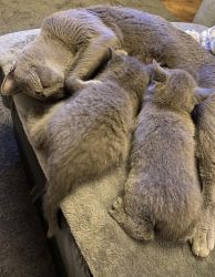 Russian blue kittens available