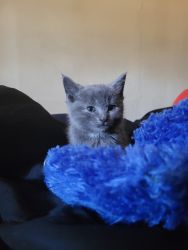 Russian Blue Kittens