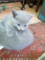 Russian Blues Kitten For Sale