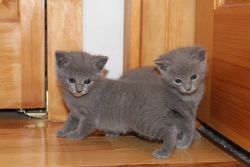 Adorable Russian Blue kittens