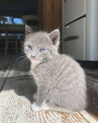 Male And Russian blue Kittens For sale