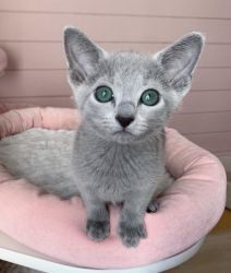 PURE Russian blue kitten for sale