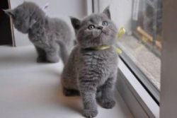 Cute Russian Blue Kittens for sale