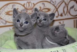 Russian Blue Kittens For Sale