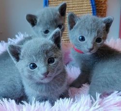 Russian blue kittens for sale