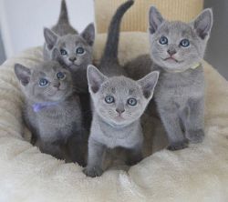 Russian Blue Kittens Available now