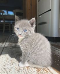 Male And Russian blue Kittens For sale