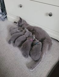 Russian Blue GCCF Registered Kittens