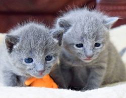 Adorable Russian blue kittens.