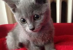 CUTE AND LOVING RUSSIAN BLUE KITTENS FOR SALE