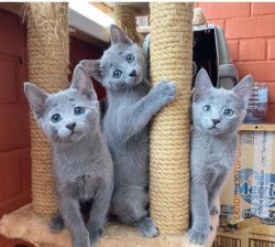 Russain blue kittens