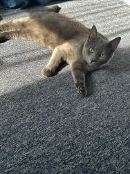 Russian Blue Cat for sale