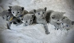 Registered Russian Blue Kittens Available