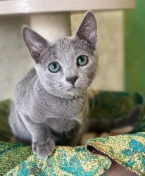 Pure breed Russian blue kittens available
