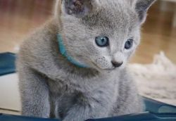 russian blue kittens