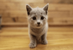 Loyal Russian Blue Kittens Ready For Sale Now