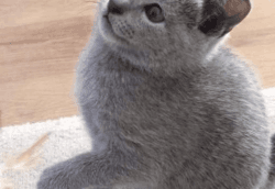 Marvelous Russian Blue Kittens Ready For Sale Now