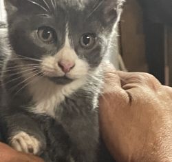 Kittens gray