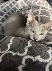 Pure Breed Russian Blue