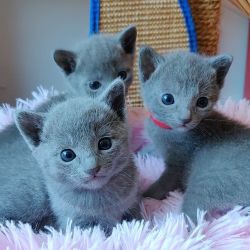 Joyful Russian Blue Kittens For Sale